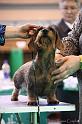 Crufts2011_2 1314